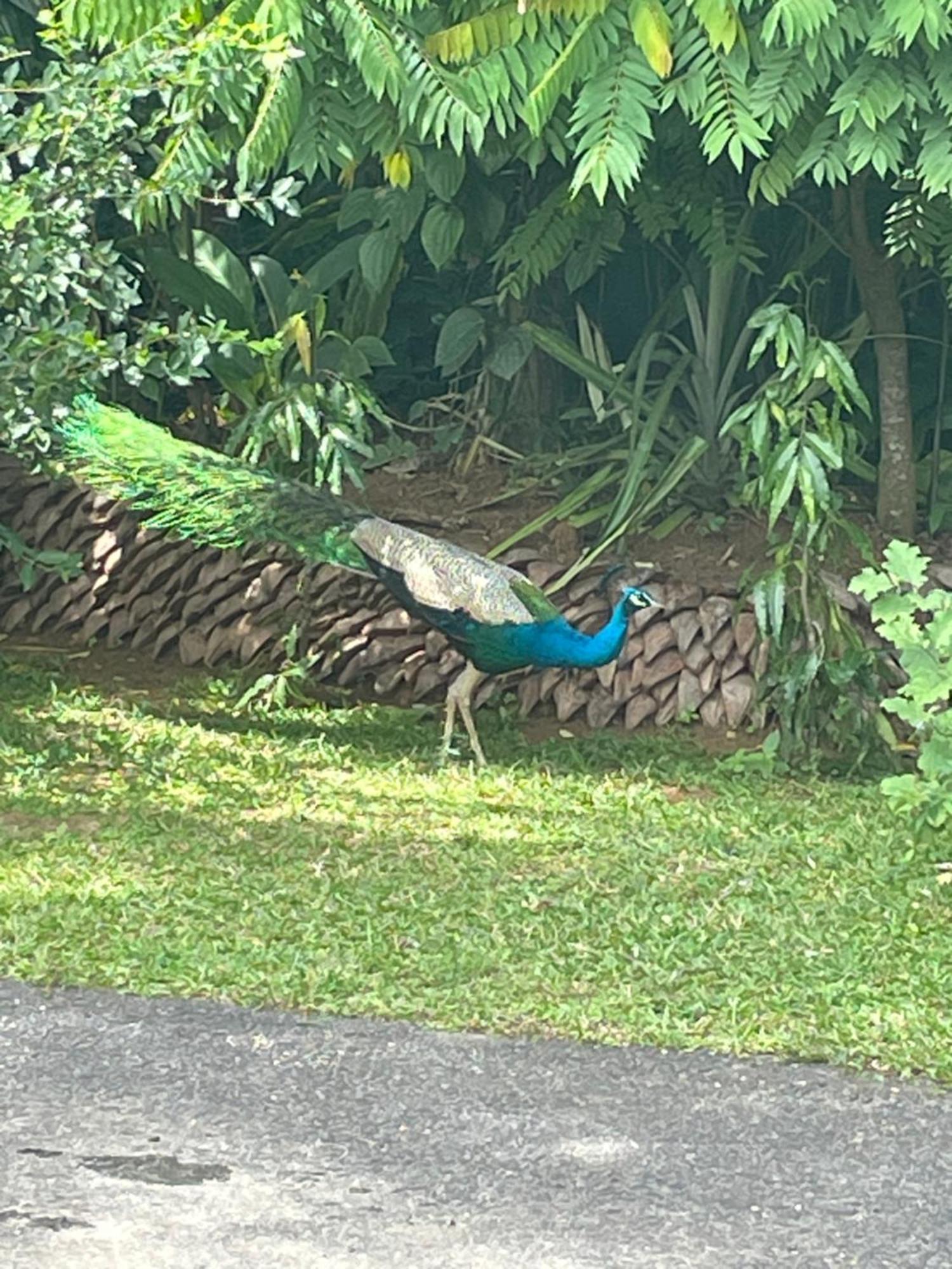 Surveyor'S Residence Bungalow Kandy Dış mekan fotoğraf